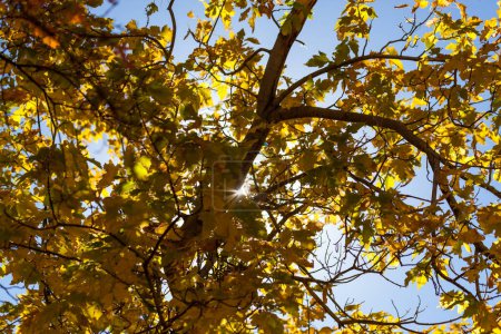 Photo for Sunbeams peak through the yellow leaves and branches of a tree with a blue sky background at Zion National Park, Utah. - Royalty Free Image