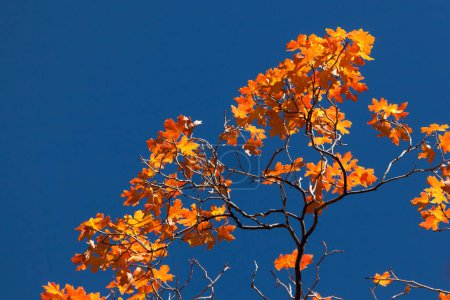 Photo for Vibrant orange leaves in fall against a clear blue sky at Zion National Park, Utah. - Royalty Free Image
