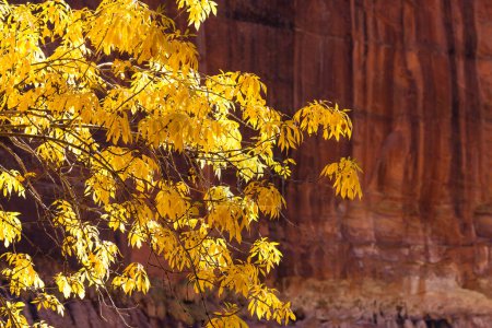 Photo for Bright yellow leaves lit by the sunshine in front of a steep sandstone cliff at Zion National Park, Utah. - Royalty Free Image