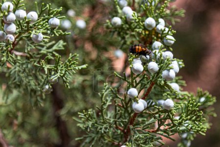 Photo for A Tachinid fly resting on small blue berries of a juniper tree which is growing wild in the American Southwest at Zion National Park, Utah. - Royalty Free Image