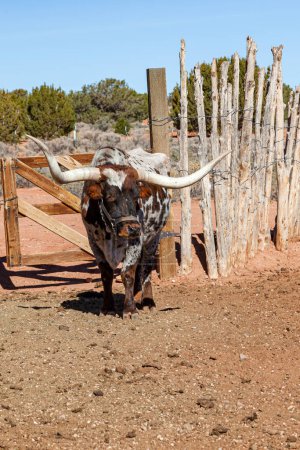 Una vaca Texas Longhorn marrón y blanca parada bajo el sol junto a una valla construida tradicionalmente en el Monumento Nacional Pipe Springs en Arizona.