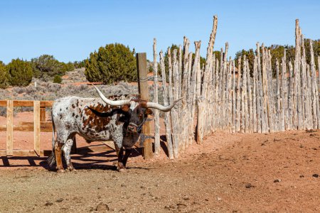 Une vache Texas Longhorn brune et blanche debout au soleil à côté d'une clôture construite traditionnellement au monument national de Pipe Springs en Arizona.