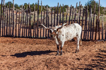 Una vaca Texas Longhorn marrón y blanca parada bajo el sol junto a una valla construida tradicionalmente y sacando la lengua en el Monumento Nacional Pipe Springs en Arizona.