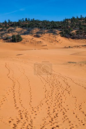 Fine coral pink sand makes up the rolling and shifting dunes in a valley with wildlife and people tracks at Coral Pink Sand Dunes State Park in Utah.
