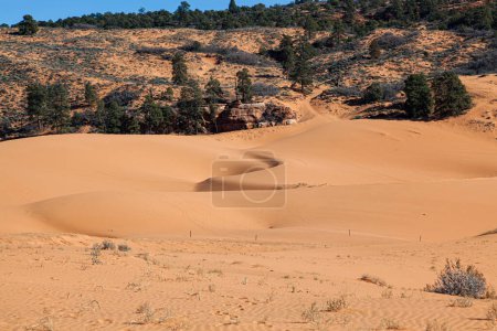 Fine coral pink sand makes up the rolling and shifting dunes in a valley with wildlife and people tracks at Coral Pink Sand Dunes State Park in Utah.