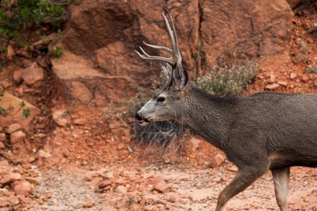 Un gran ciervo macho se lame los labios mientras camina cerca de la carretera en el Parque Nacional Zion, Utah.