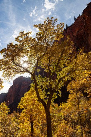 Trees with yellow leaves in fall are lit up by afternoon sunshine near the steep canyon walls of  the Narrows at Zion National Park, Utah.