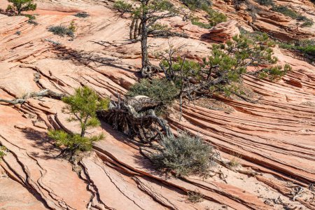 Eine entschlossene Kiefer, die umgestürzt ist, aber immer noch in den Schichten des alten Sandsteins in der Kolob Terrace Sektion des Zion National Park, Utah, wächst.