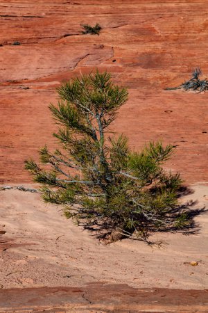 Eine kleine Kiefer wächst im Sand mit orangefarbenem Sandsteinhintergrund in der Kolob Terrace Sektion des Zion National Park, Utah.