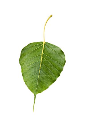 Photo for Green Bohhi Tree leaf isolated on white background - Royalty Free Image