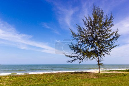 Foto de Casuarina equisetifolia Árbol en la playa de Samila en Songkhla - Imagen libre de derechos