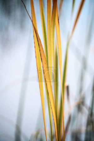 Photo for Close Up Reeds in lake Saskatchewan Canada - Royalty Free Image