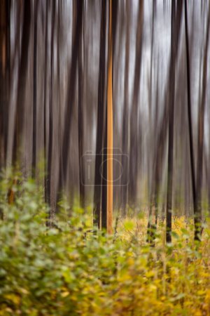 Photo for Blurred Trees Abstract in Canada Saskatchewan Scenic - Royalty Free Image