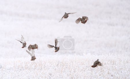 Photo for Partridge in Winter Freezing Cold Saskatchewan - Royalty Free Image