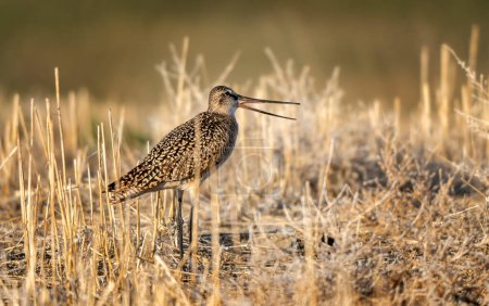 Téléchargez les photos : Godwit Bird Prairie in Saskatchewan Canada Wild - en image libre de droit