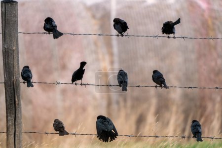 Foto de Blackbirds on Wire en verano Saskatchewan Canadá - Imagen libre de derechos
