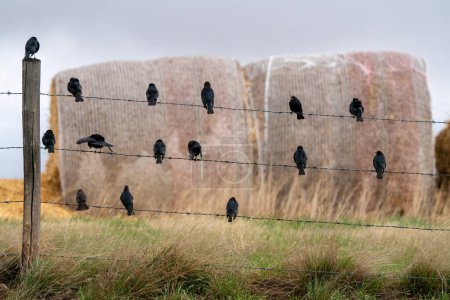 Foto de Blackbirds on Wire en verano Saskatchewan Canadá - Imagen libre de derechos