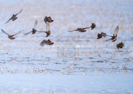 Photo for Partridge in Winter Freezing Cold in Flight - Royalty Free Image