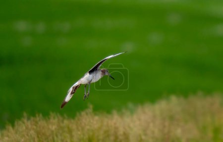 Téléchargez les photos : Godwit Bird Prairie in Saskatchewan Canada Wild - en image libre de droit