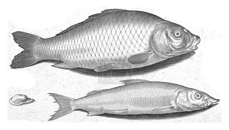 Téléchargez les photos : Carpe et houting, inscriptions identifient le poisson en latin et néerlandais. - en image libre de droit