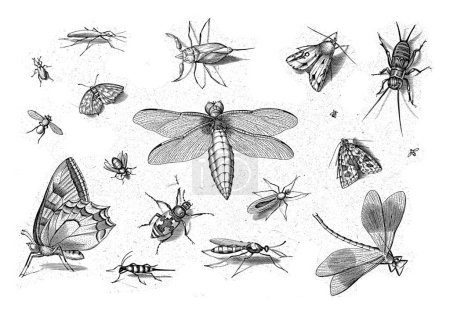 Téléchargez les photos : Différents insectes avec une libellule au milieu. - en image libre de droit