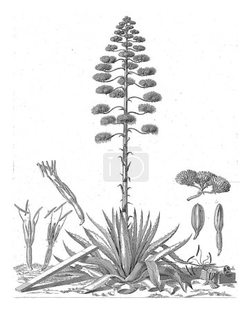 Foto de Dibujo botánico de aloe floreciente o planta de agave, Abraham Delfos, 1757 Dibujo botánico de aloe floreciente o planta de agave. El evento especial tuvo lugar en el verano de 1757.. - Imagen libre de derechos