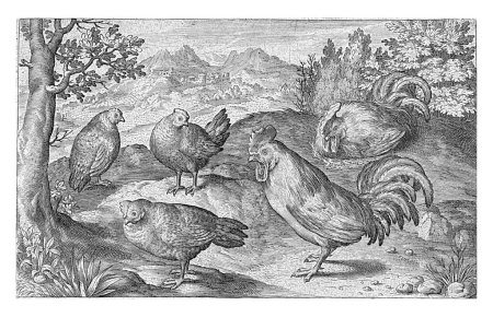 Téléchargez les photos : Trois poulets et deux coqs, Nicolaes de Bruyn, 1594 - en image libre de droit