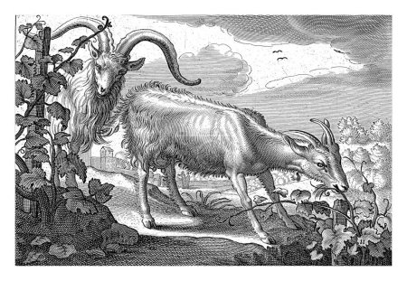 Photo for Two Goats in a Vineyard, Reinier van Persijn, after Jacob Gerritsz Cuyp, 1641 - Royalty Free Image