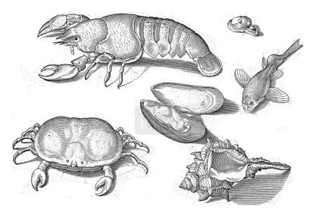 Téléchargez les photos : Homard, crabe et coquillages avec inscriptions identifiant les crustacés en latin et néerlandais - en image libre de droit