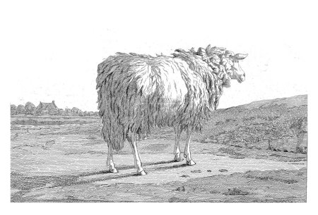Téléchargez les photos : Moutons debout dans un paysage vu de côté, à droite. - en image libre de droit