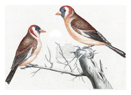 Goldfinches, anonymous, 1688 - 1698 Two Goldfinches (Putters) on a branch. In addition, their names in Latin and French.