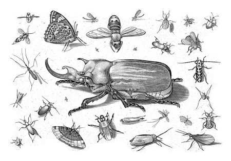 Verschiedene Insekten mit einem Elefantenkäfer in der Mitte.