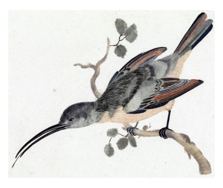 Kolibri auf einem Ast nach links