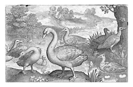 Foto de Cisne y gansos y patos junto al agua, Nicolaes de Bruyn, 1594 - Imagen libre de derechos