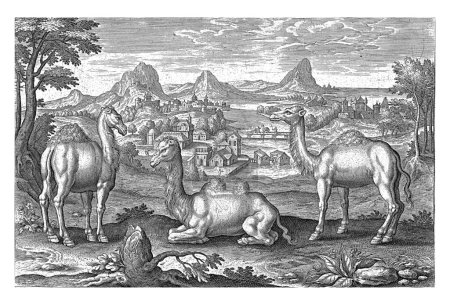 Foto de Dromedarios y un camello, Adriaen Collaert, 1595 - 1633 En primer plano dos dromedarios y un camello. En el fondo un paisaje de montaña con un río. - Imagen libre de derechos