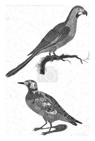 Photo for Parrot on a Branch to the Right, Under a Stone Runner to the Left, Anonymous, 1688 - 1748, vintage engraved. - Royalty Free Image