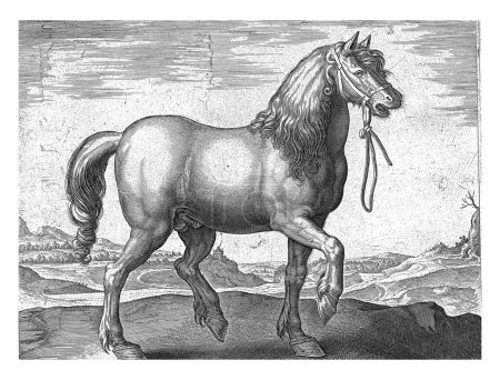 Téléchargez les photos : Cheval de Julich (Juliaque), Hendrick Goltzius (peut-être), d'après Jan van der Straet, v. 1578 - c. 1582 Un cheval Guliks, de profil. - en image libre de droit