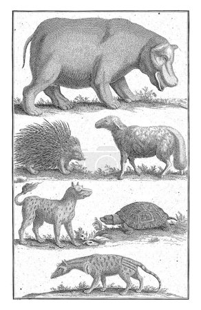 Téléchargez les photos : Animaux en Afrique du Sud, Abraham Zeeman, 1727 Un hippopotame, porc-épic, mouton, tigre, tortue et bisamkat. - en image libre de droit