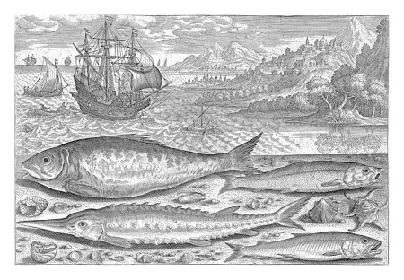 Foto de Cuatro peces en la playa, Adriaen Collaert, 1627 - 1636 Un sábalo, un esturión, un olor y un pescado blanco yacen arrastrados por la playa junto con algunas conchas. - Imagen libre de derechos