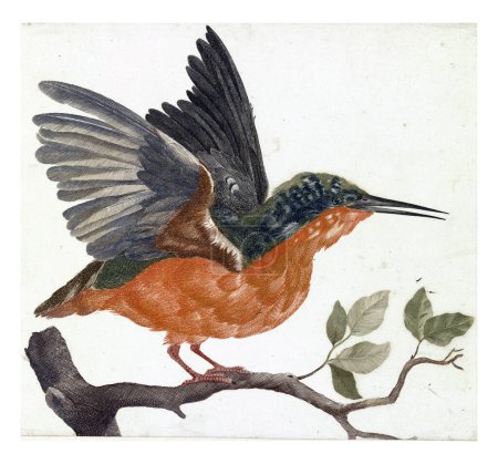 Téléchargez les photos : Kingfisher sur branche d'arbre, anonyme, 1688 - 1698, gravé vintage. - en image libre de droit