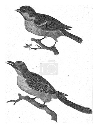Foto de Gorrión en una rama a la izquierda, debajo de ella un pájaro con pico serrado, anónimo, 1688 - 1748, grabado vintage. - Imagen libre de derechos