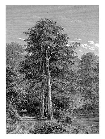 Foto de Vista de un bosque, Willem Frederik Wehmeyer, después de Jacob Cremer, 1852 Un arroyo fluye a través de un bosque. En el camino a lo largo del arroyo, una mujer camina con ramas en la espalda. - Imagen libre de derechos