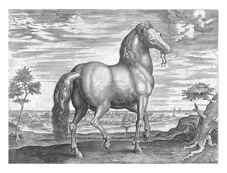 Foto de Caballo de Cerdeña, H. Collaert (atribuido a), después de Jan van der Straet, c. 1578 - c. 1582 Un caballo de Cerdeña, por detrás. - Imagen libre de derechos