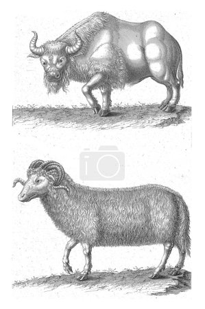Photo for Bison and an oryx, Johannes van der Spyck, 1736 - 1761 A bison at the top and an oryx or antelope at the bottom. In addition to the animals. - Royalty Free Image