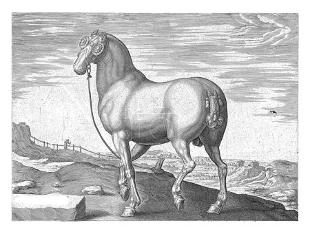 Foto de Caballo de Córcega, Hendrick Goltzius (posiblemente), después de Jan van der Straet, c. 1578 - c. 1580 Un caballo corso, visto oblicuamente por detrás. - Imagen libre de derechos