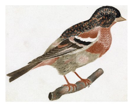 Photo for A male keep (Fringilla montifringilla) on a branch to the right, anonymous, 1688 - 1698, vintage engraved. - Royalty Free Image