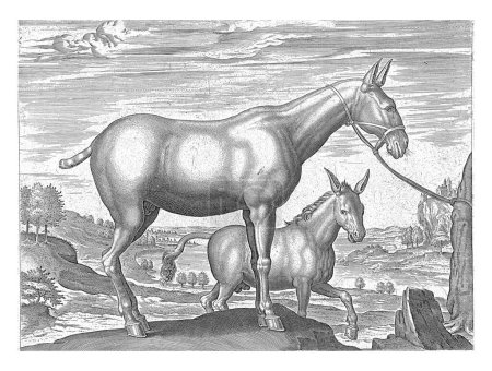 Téléchargez les photos : Mule and Donkey, Philips Galle (attribué à l'atelier de), d'après Jan van der Straet, v. 1578 - c. 1582 Au premier plan une mule. - en image libre de droit