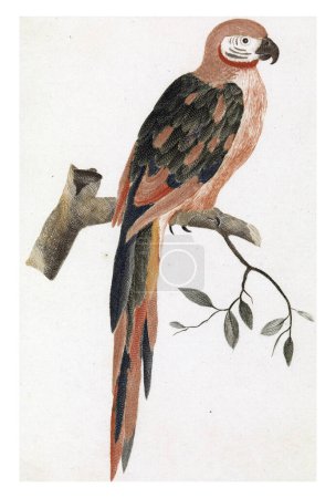 Photo for Parrot on a Branch, anonymous, 1688 - 1698, vintage engraved. - Royalty Free Image