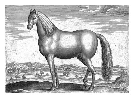 Photo for Stallion from Anatolia, Adriaen Collaert, after Jan van der Straet, c. 1583 - c. 1587 An Anatolian stallion in profile. - Royalty Free Image
