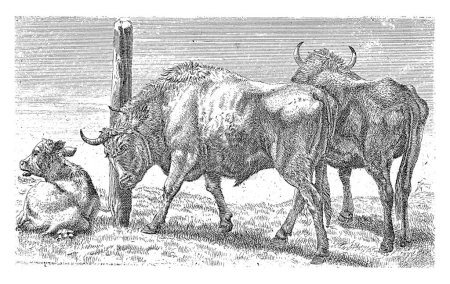 Téléchargez les photos : Taureaux, anonymes, d'après Karel du Jardin, 1694 - 1737 Deux taureaux se tiennent dans une prairie, dont l'un frotte contre un poteau. Sur la gauche une vache couchée. - en image libre de droit